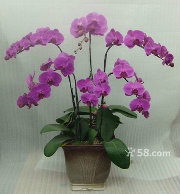 青島禮花傳情，品質服務隨心——58網鄰通專業禮品花卉銷售解決方案