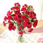 驚喜綻放 18支多頭康乃馨，29.9元傳遞溫馨祝福